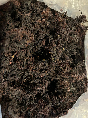 Chondrus Crispus 4oz