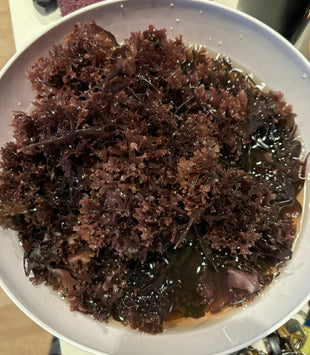 Chondrus Crispus 4oz