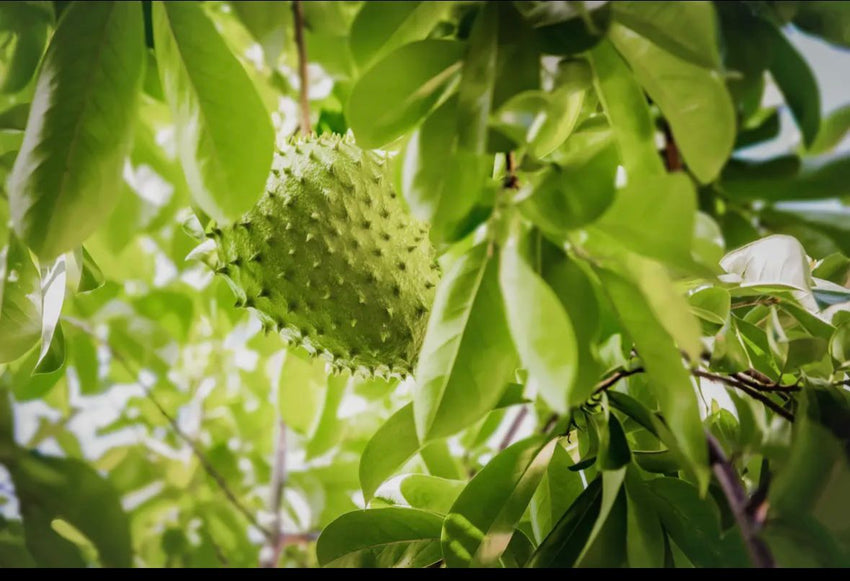 Sour Sop Herbal Tincture (Graviola)