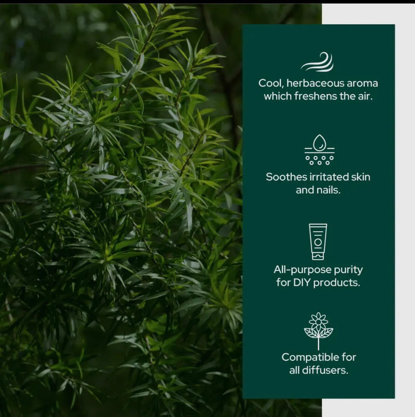 Tea Tree  Essential Oil 2oz