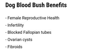 Jamaican Dog Blood
(Fertility Bush)