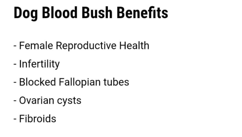 Jamaican Dog Blood
(Fertility Bush)